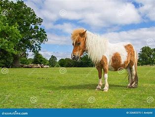 An image from Dreamscape of a small brown and white pony-Free-that I showed great-grandchildren.